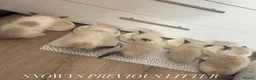 Ragdoll cats for sale: Ragdoll Kittens - Waiting List Open🤍 - Advert 8