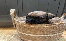 Border Terrier dogs for sale: KC Registered Border Terriers - Image 8