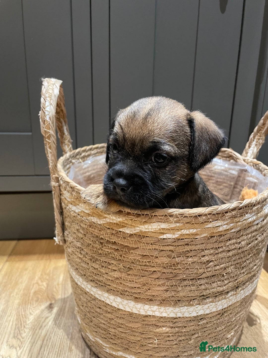 Border Terrier dogs for sale: KC Registered Border Terriers - Image 8