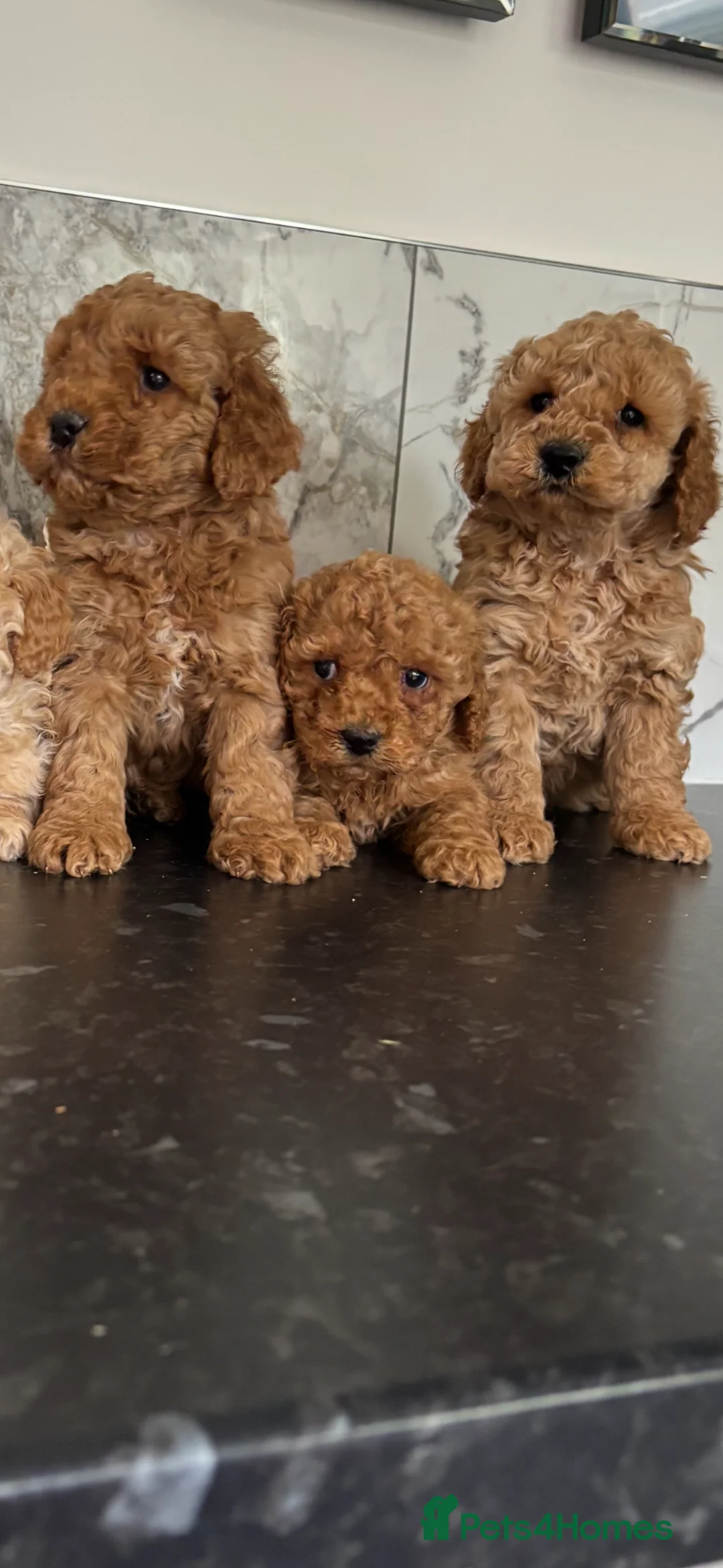 Maltipoo dogs for sale: ❤️reduced❤️ maltipoo puppies (tiny poodle) - Advert 1