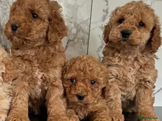 Maltipoo dogs ❤️stunning❤️ maltipoo puppies (tiny poodle) - Advert 4