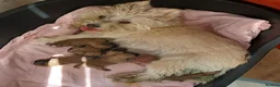 Cairn Terrier dogs for sale: 7 Adorable Cairn Terrier Pups - Advert 3