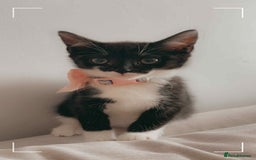 Domestic Shorthair cats for sale: 6 month old cat and 8 week old kitten - Image 3