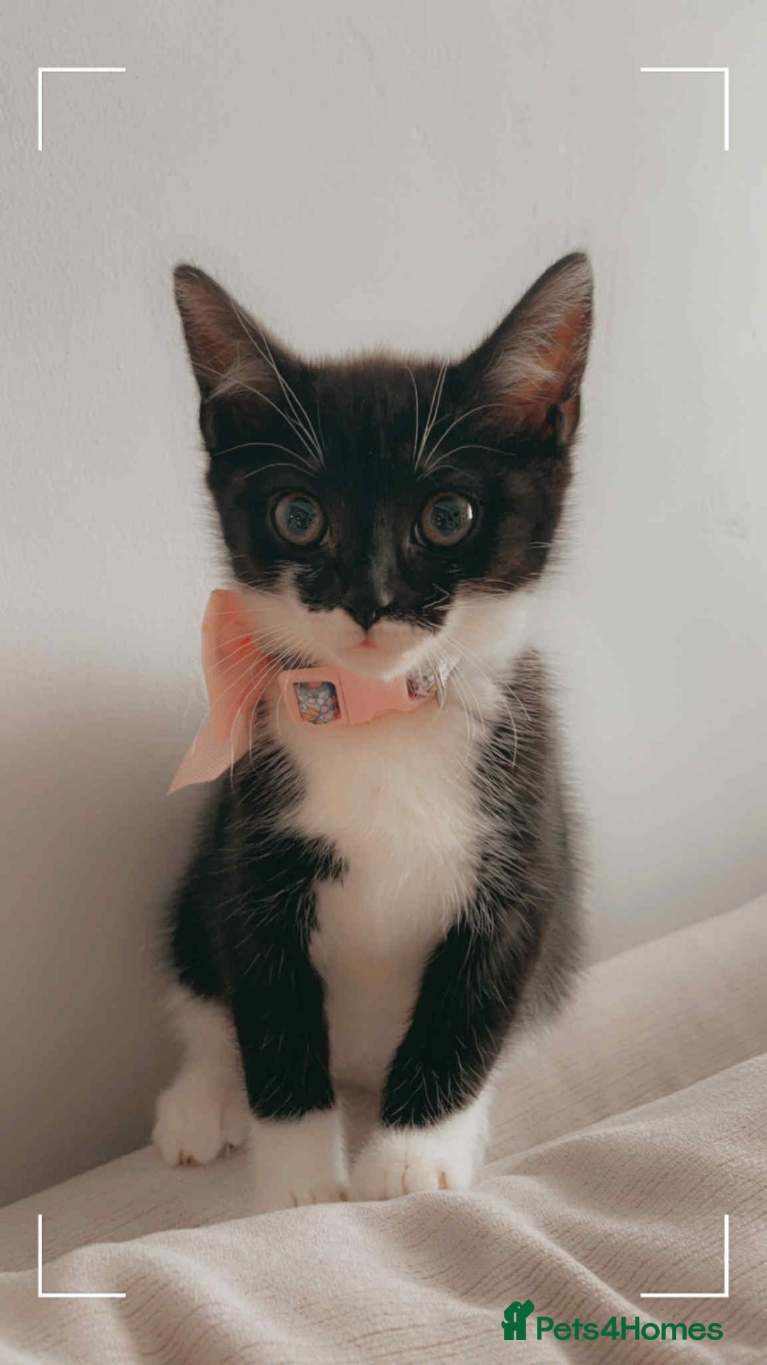 Domestic Shorthair cats for sale: 6 month old cat and 8 week old kitten - Image 3
