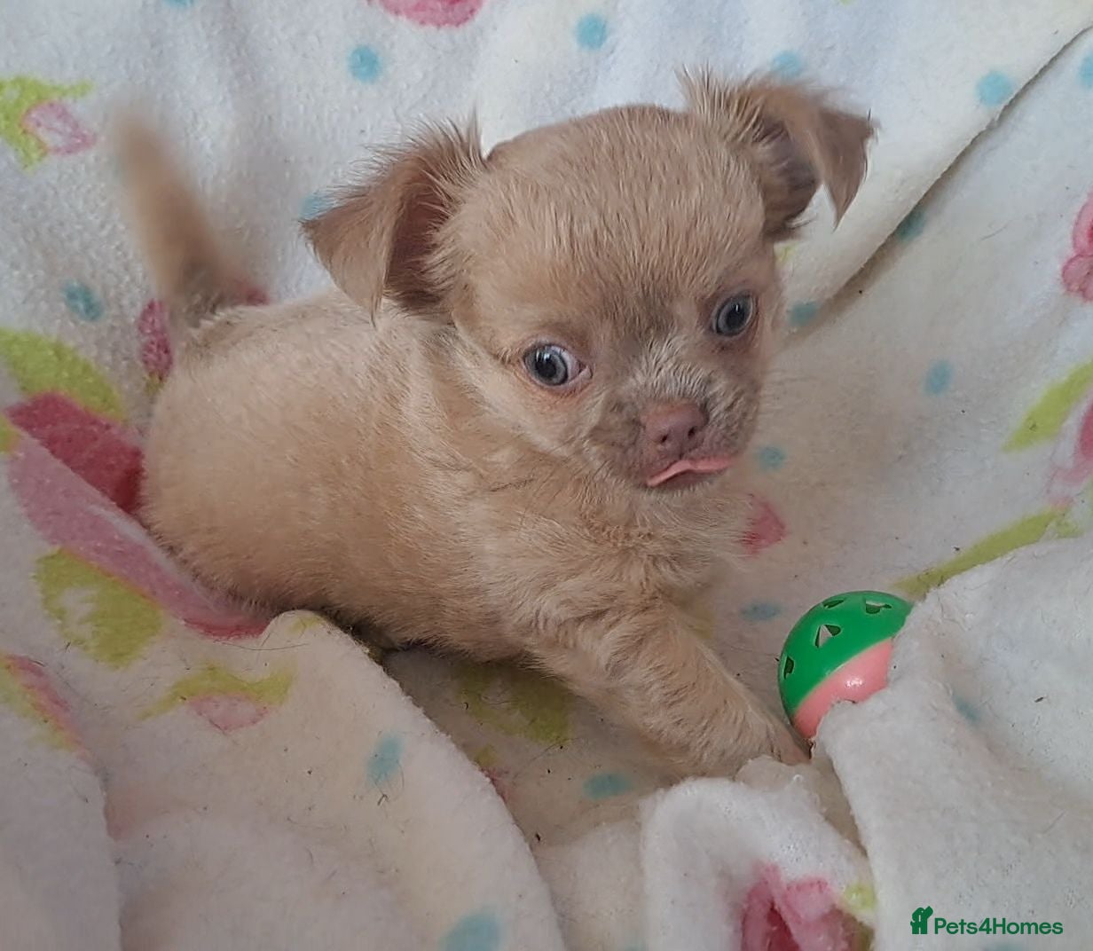 Chihuahua dogs Long Coat Chihuahua pups - Advert 21
