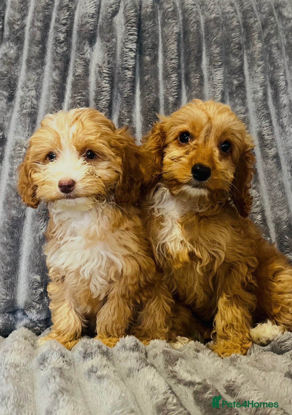 Cockapoo dogs for sale: F1 cockapoo girls two left 🐶!!!!! - Advert 1
