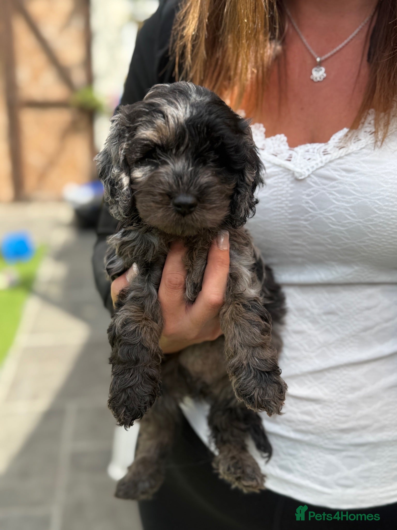 Mixed Breed dogs Cavapoo Puppies - Advert 1