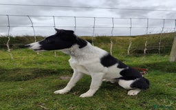 Border Collie dogs for sale: 10 months old male border collie - Image 4