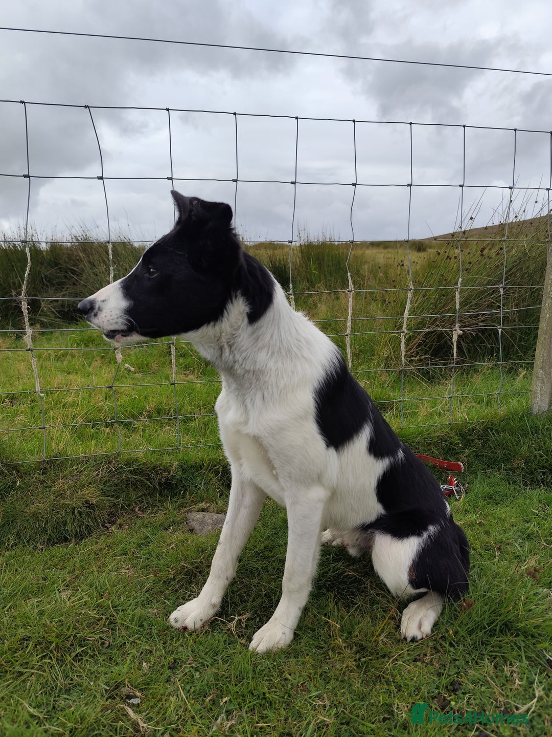Border Collie dogs for sale: 10 months old male border collie - Image 4