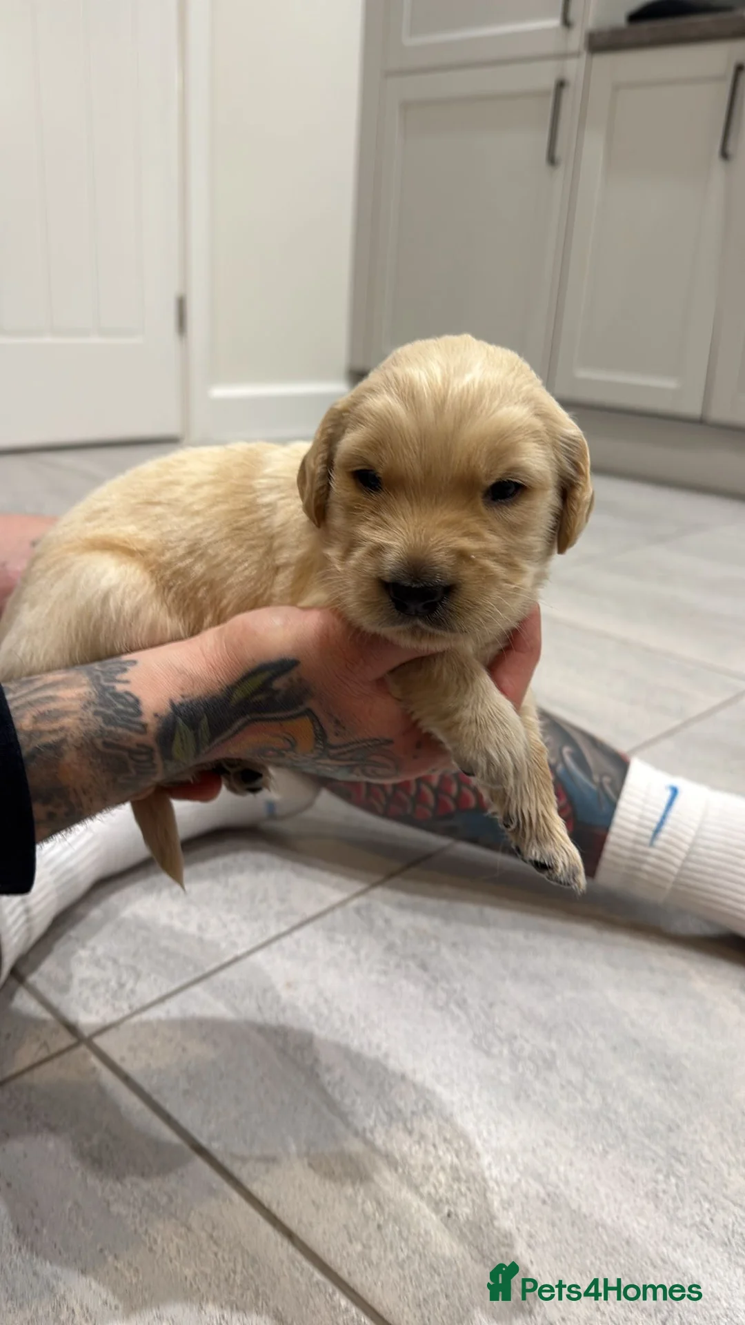 Goldador dogs for sale: Exceptional Goldadoor puppies! - Advert 17