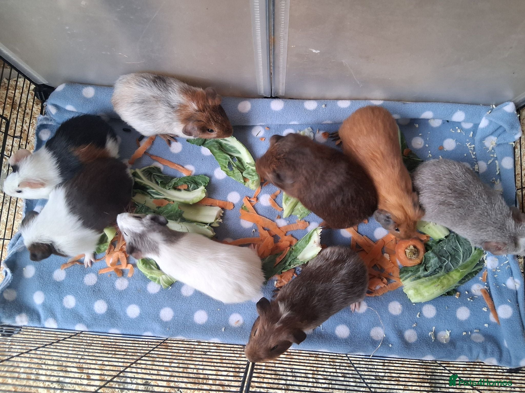 Guinea Pig rodents 10 Baby boy guinea pigs for sale - Advert 1