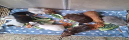 Guinea Pig rodents for sale: 10 Baby boy guinea pigs for sale - Advert 1