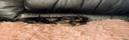Chihuahua dogs for sale: Three small Yorkshire terriers for sale - Advert 18
