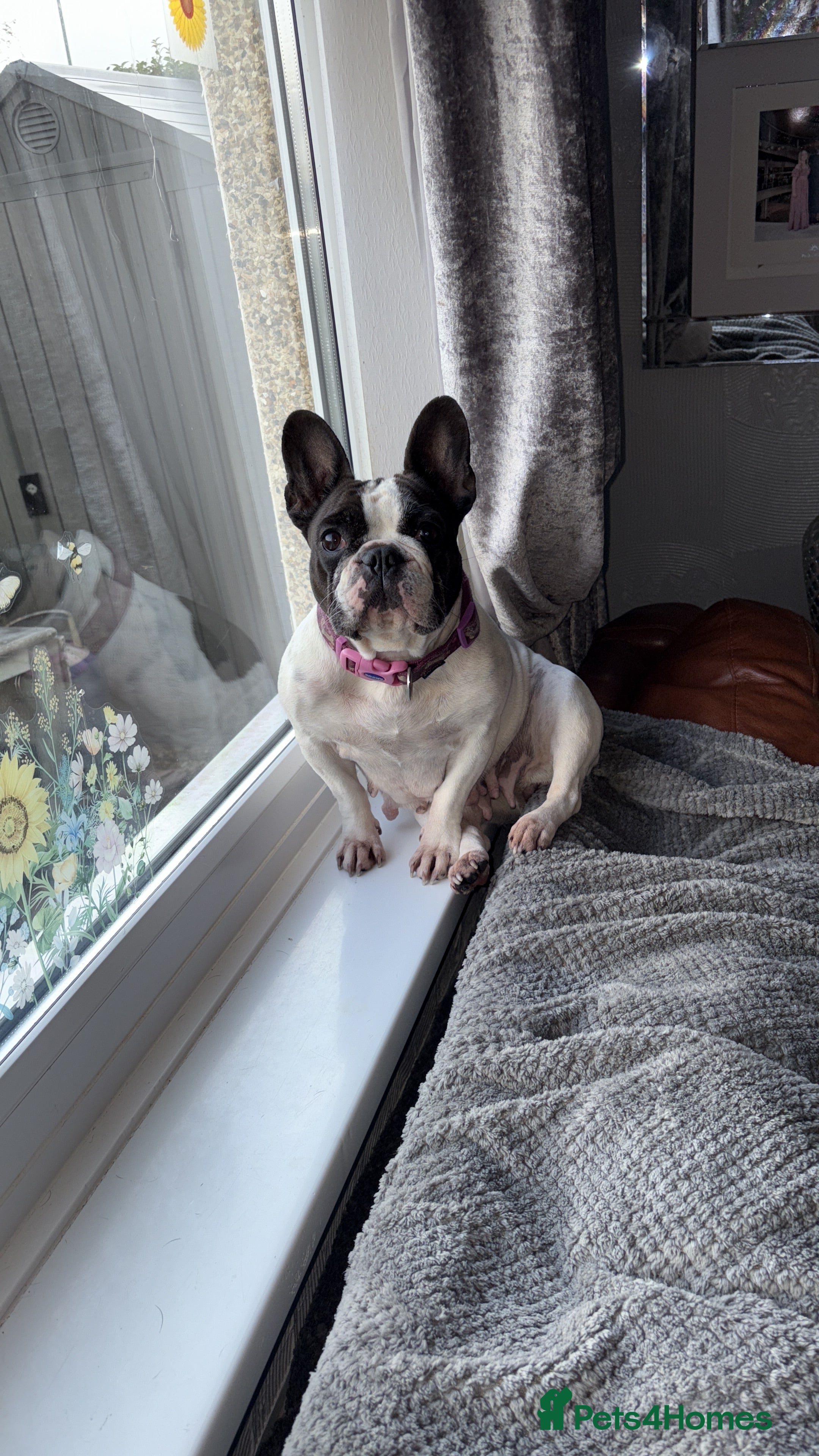 French Bulldog dogs Frenchie puppy  - Advert 4