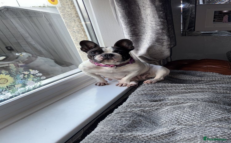 French Bulldog dogs Frenchie puppy  - Advert 2