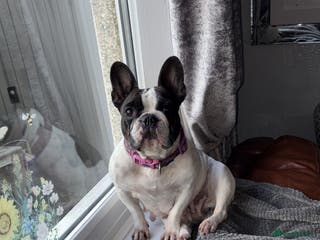 French Bulldog dogs Frenchie puppy - Advert 17