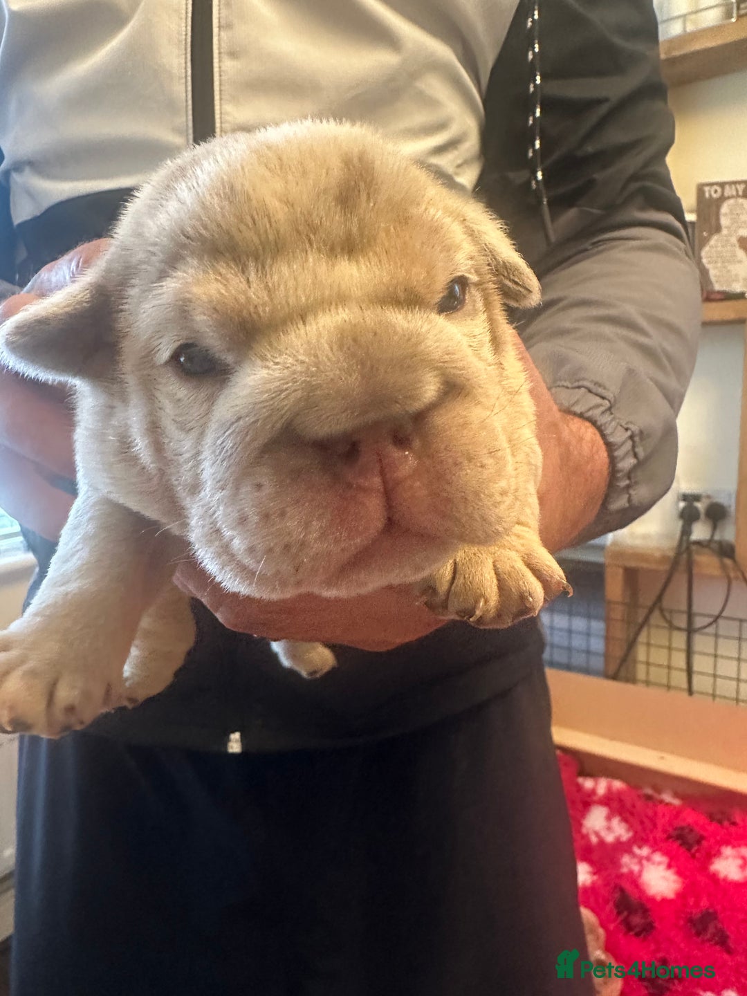 English Bulldog dogs for sale: English bulldog puppies - Image 29