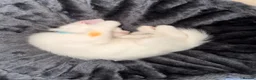 Turkish Angora cats for sale: He is ready to go  - Advert 4