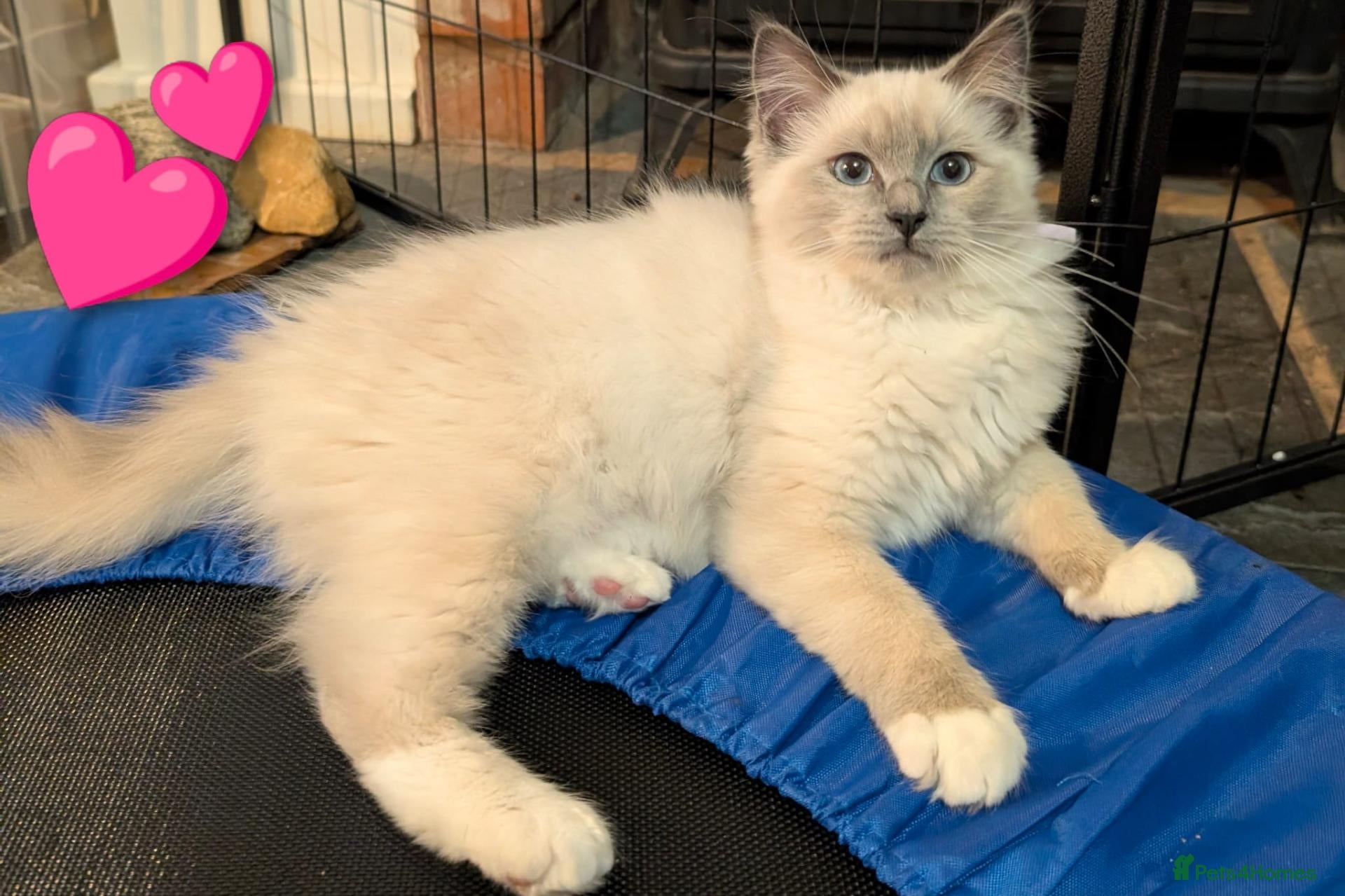 Ragdoll cats 💚❤️3 GCCF💚🩷BLUE POINT MITTED RAGDOLLS LEFT - Advert 1