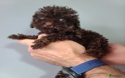 Cavapoo dogs for sale: *VIDEOS* F1b Cavapoos. Chocolate & Tan. DNA tested - Image 16