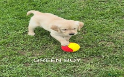 Golden Retriever dogs for sale: KC GOLDEN RETRIEVER PUPPIES  - Image 11