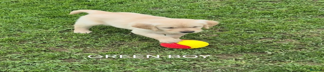 Golden Retriever GREEN BOY 