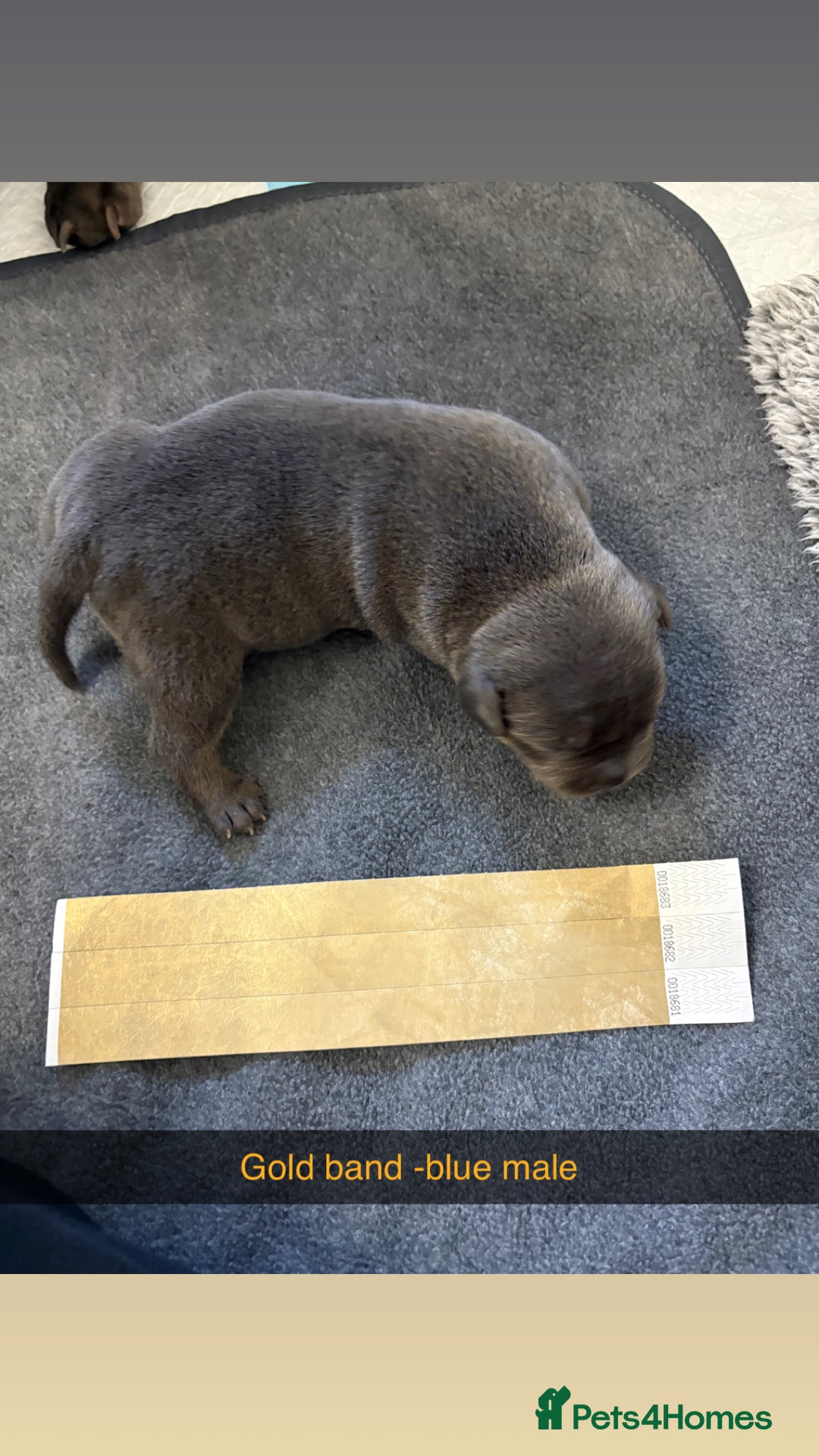 Staffordshire Bull Terrier dogs for sale: Staffordshire bull terrier puppy’s  - Image 15