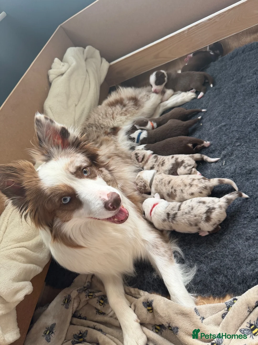 Border Collie dogs for sale: 2 male chocolate border collie puppies red Merle - Advert 1