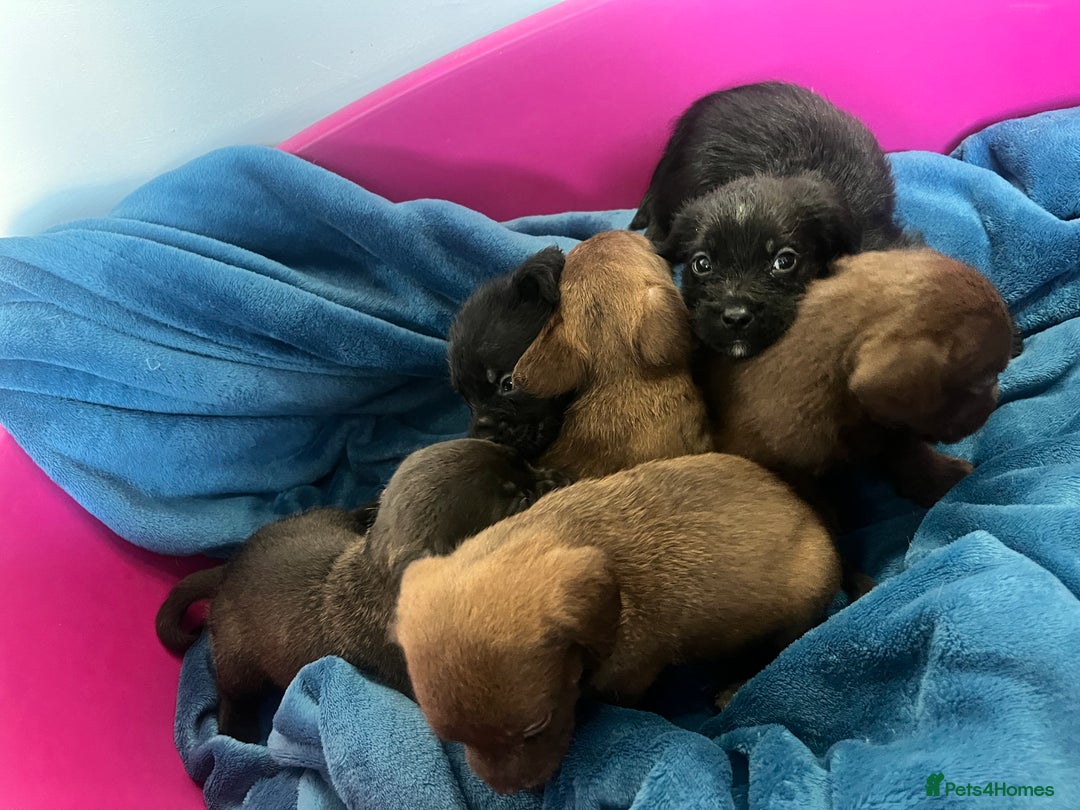 Cockapoo dogs for sale: Adorable cockapoo cross reduced last 2  - Image 5