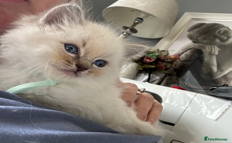 Ragdoll cats for sale - Advert 1