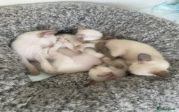 Siamese cats for sale: 🤩🐱Beautiful Siamese kittens for sale🐱⚡️ - Image 2