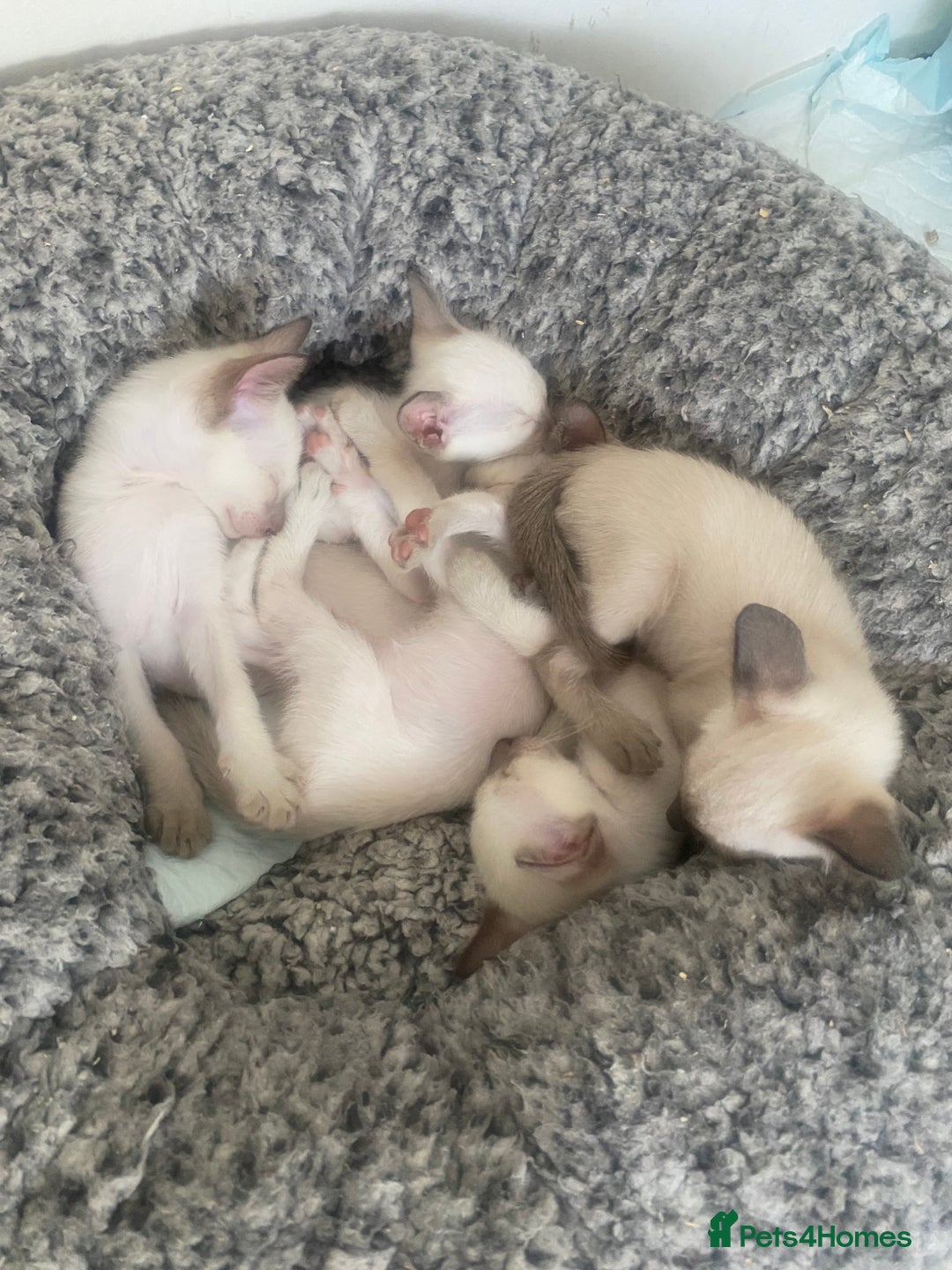 Siamese cats for sale: 🤩🐱Beautiful Siamese kittens for sale🐱⚡️ - Image 2