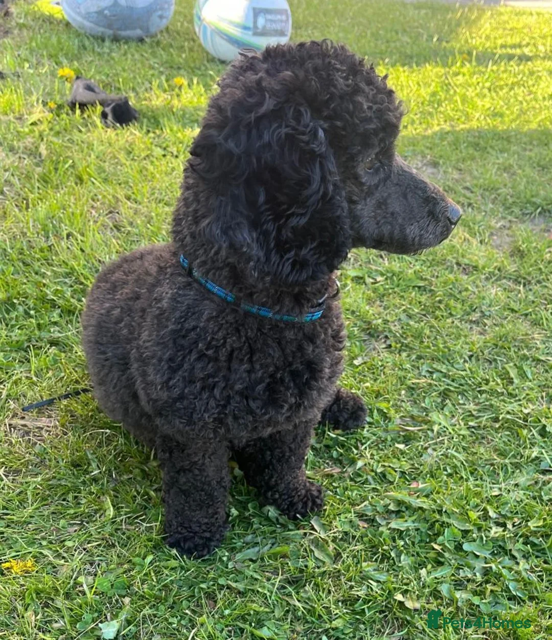 Toy Poodle dogs for stud: Toy poodle for stud  - Advert 2