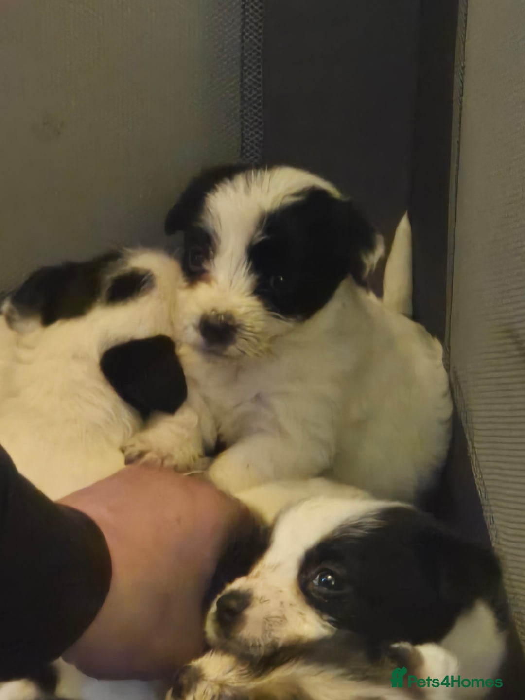 Jack Russell dogs for sale: Jack Russell pups  - Advert 11