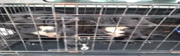 Sprocker dogs for sale: 4 Sprocker pups - Advert 5