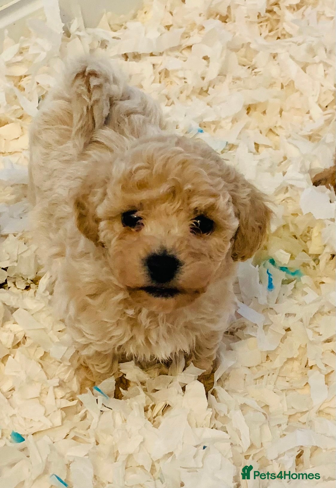Poochon Puppy 5