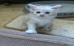 Maine Coon cats for sale: 🐾 Proven TICA  Maine Coon Queen – Black Smoke 🐾 - Image 29