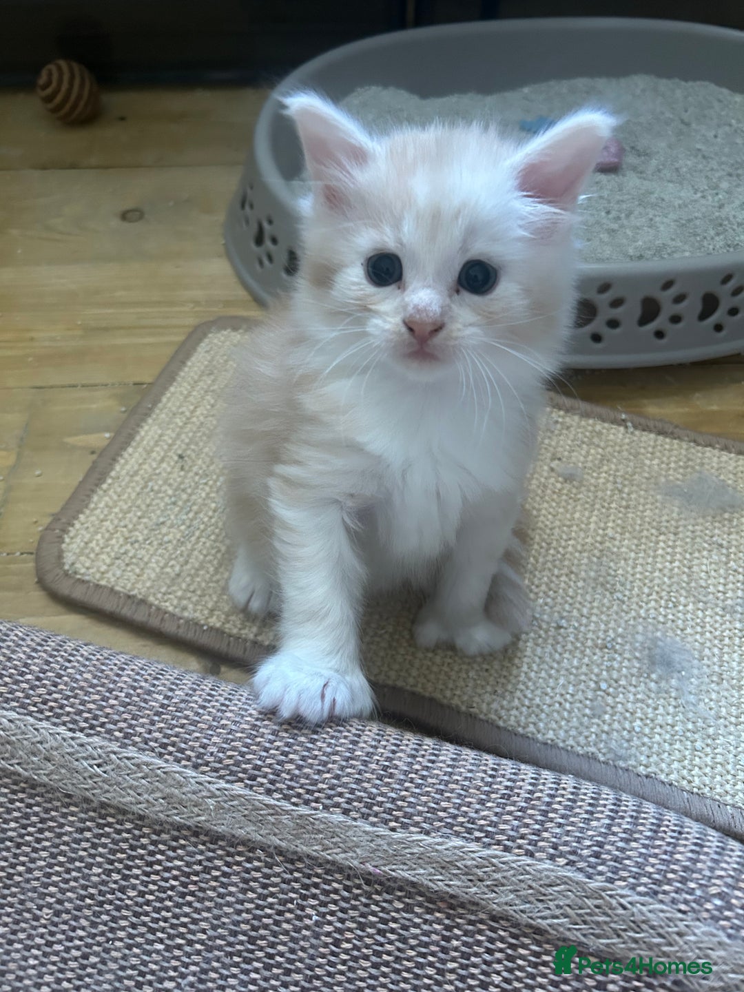 Maine Coon cats for sale: 🐾 Proven TICA  Maine Coon Queen – Black Smoke 🐾 - Image 29