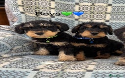 Mixed Breed dogs for sale: F1 MINI SCHNOODLE PUPPIES  - Image 9