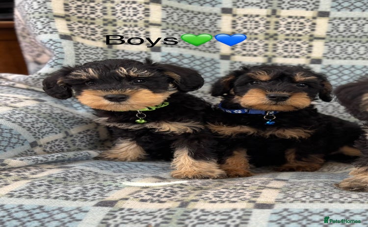 Mixed Breed dogs - Advert 14