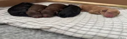Miniature Poodle dogs for sale: Beautiful Miniature Poodle Puppies - Advert 1