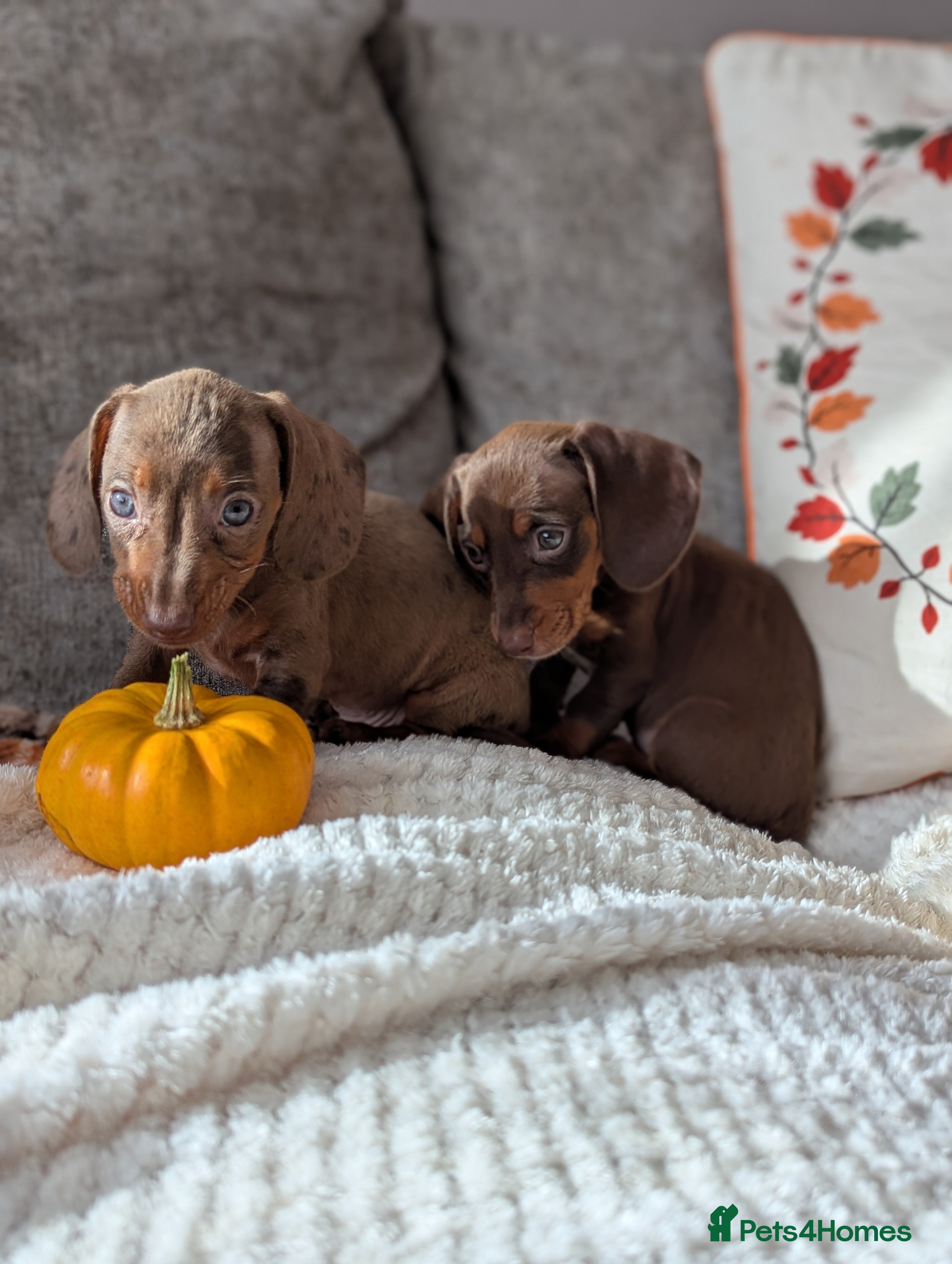 Miniature Dachshund dogs Miniature dachshund puppies  - Advert 9