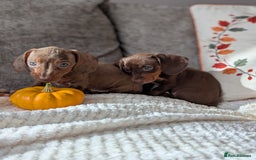 Miniature Dachshund dogs for sale: Miniature dachshund puppies  - Image 3