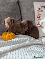 Miniature Dachshund dogs - Advert 1