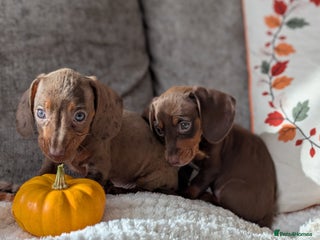 Miniature Dachshund dogs - Advert 2