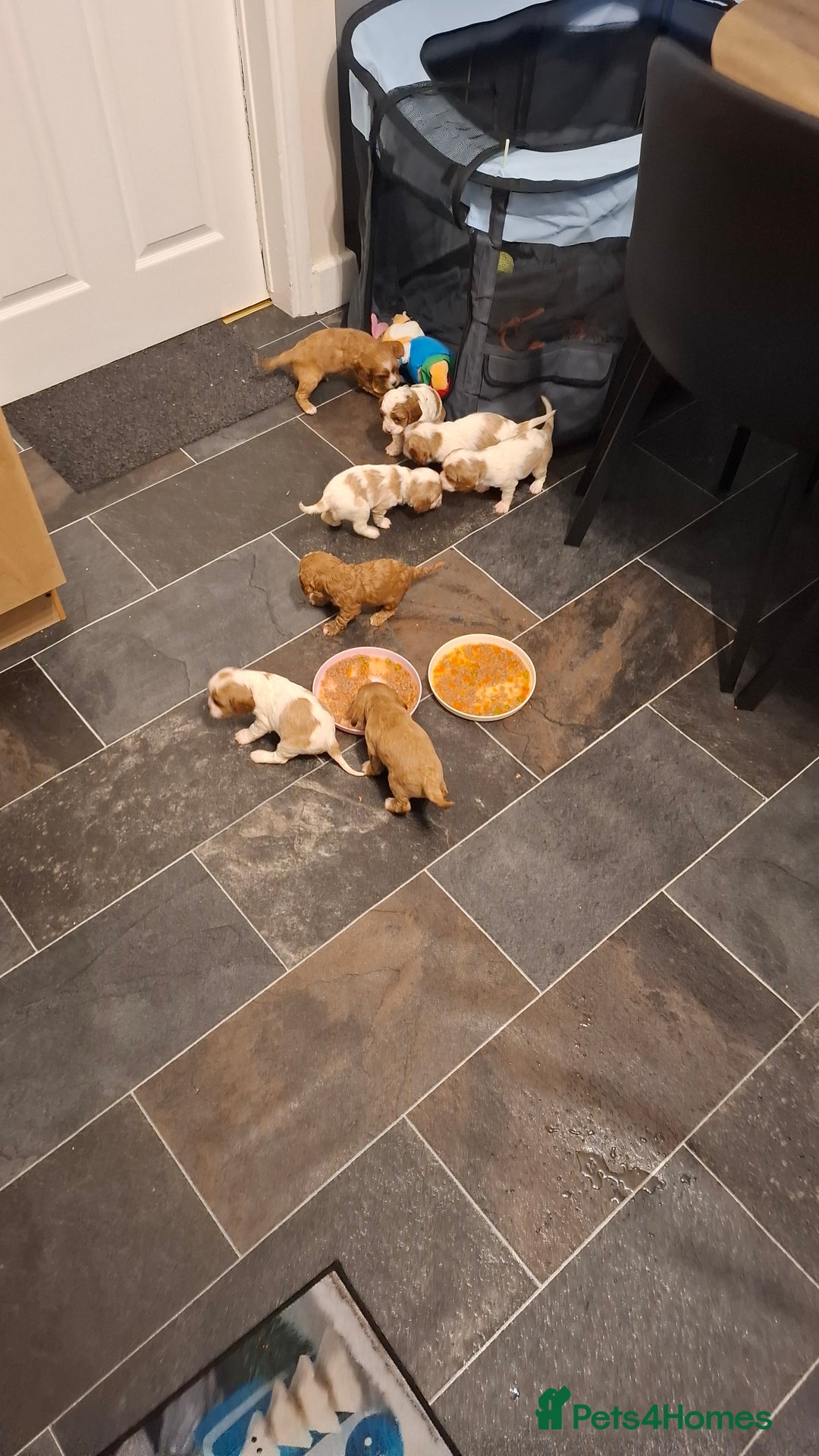 Cavapoo dogs for sale: Beautiful cavapoo F1b  - Advert 10