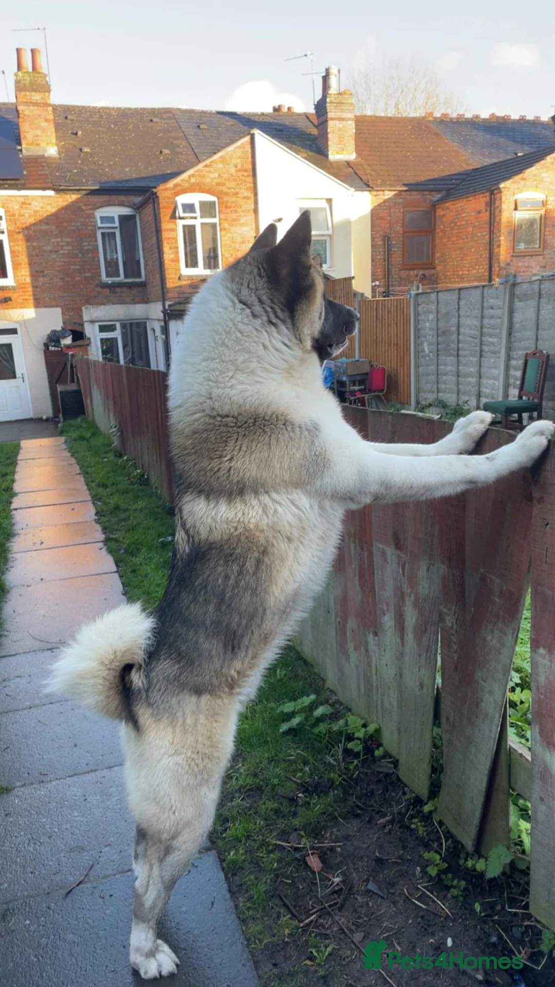 Akita dogs for stud: Ceaser the American Akita Ready for Stud - Advert 1