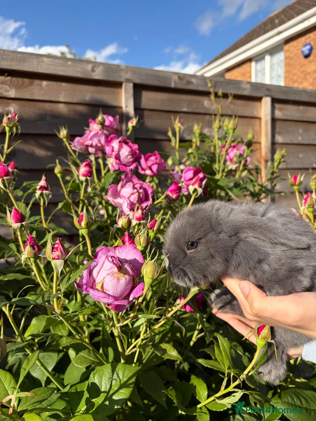 Mini Lop rabbits for sale: 💫🌼MINI LOP BUNNIES🌼💫 - Advert 15