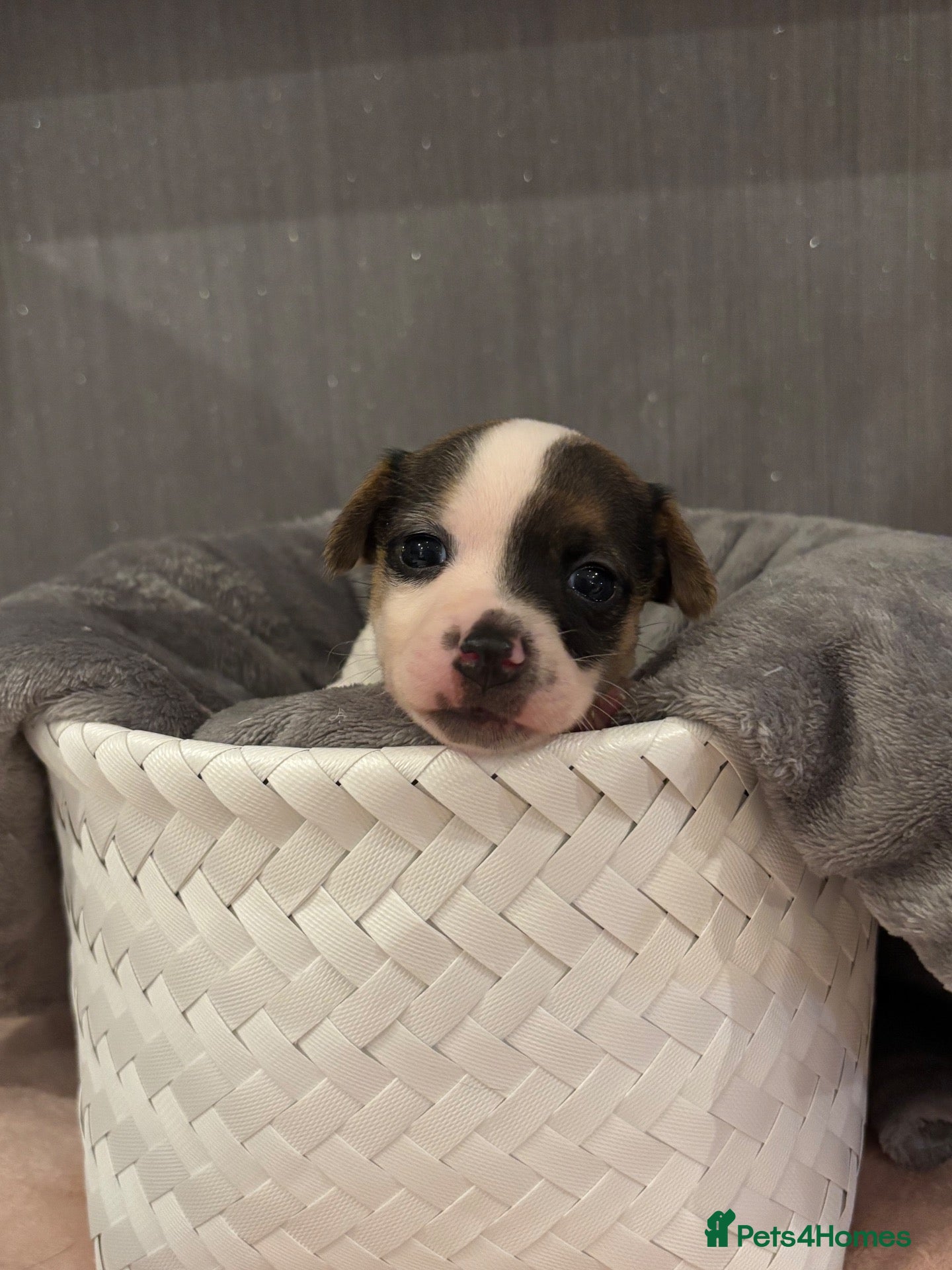 Jack Russell dogs ONE LITTLE BOY LEFT, IS HE BE YOUR MISSING PIECE?  - Advert 1