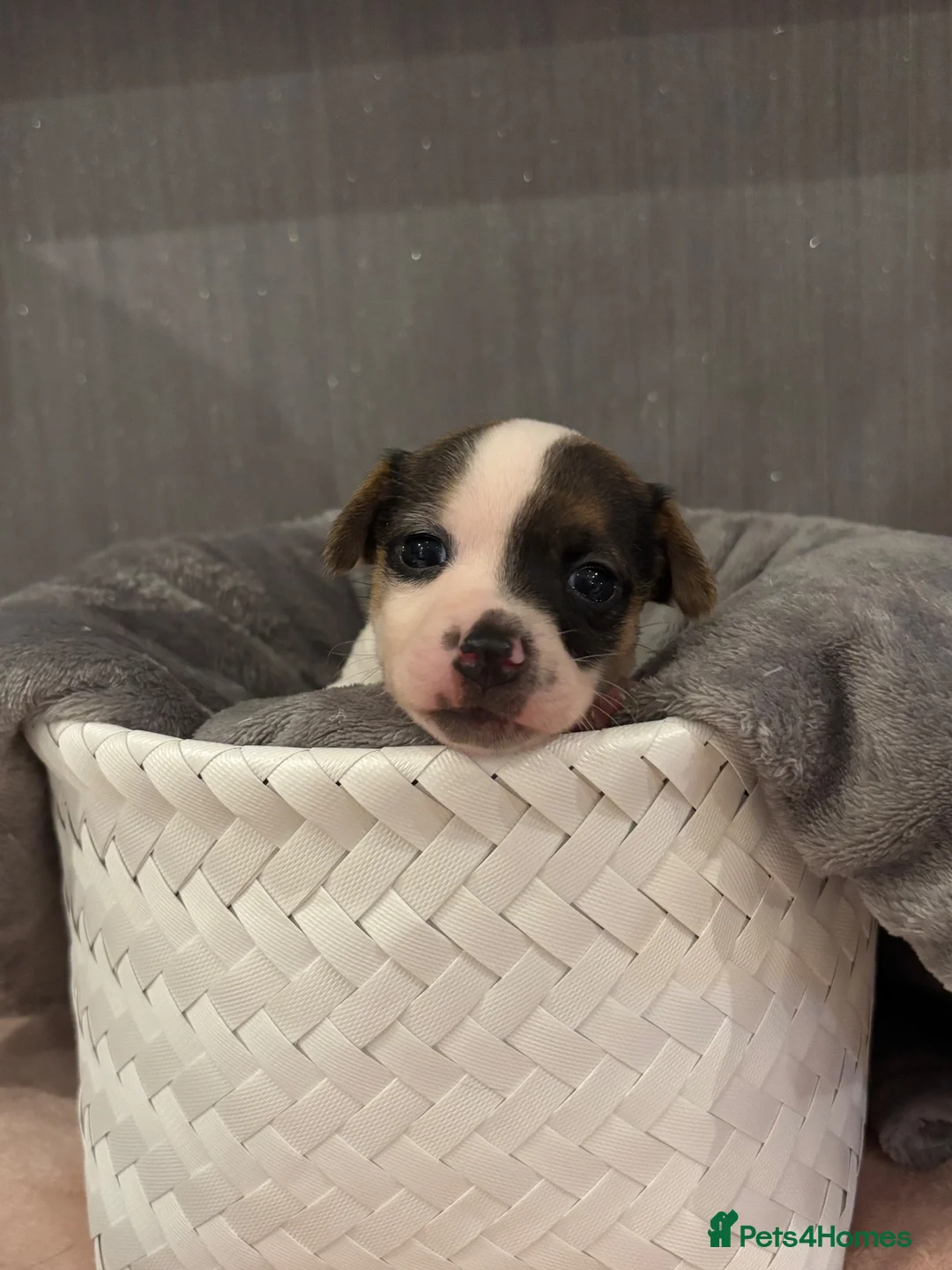 Jack Russell dogs for sale: ONE LITTLE BOY LEFT, IS HE BE YOUR MISSING PIECE?  - Advert 1